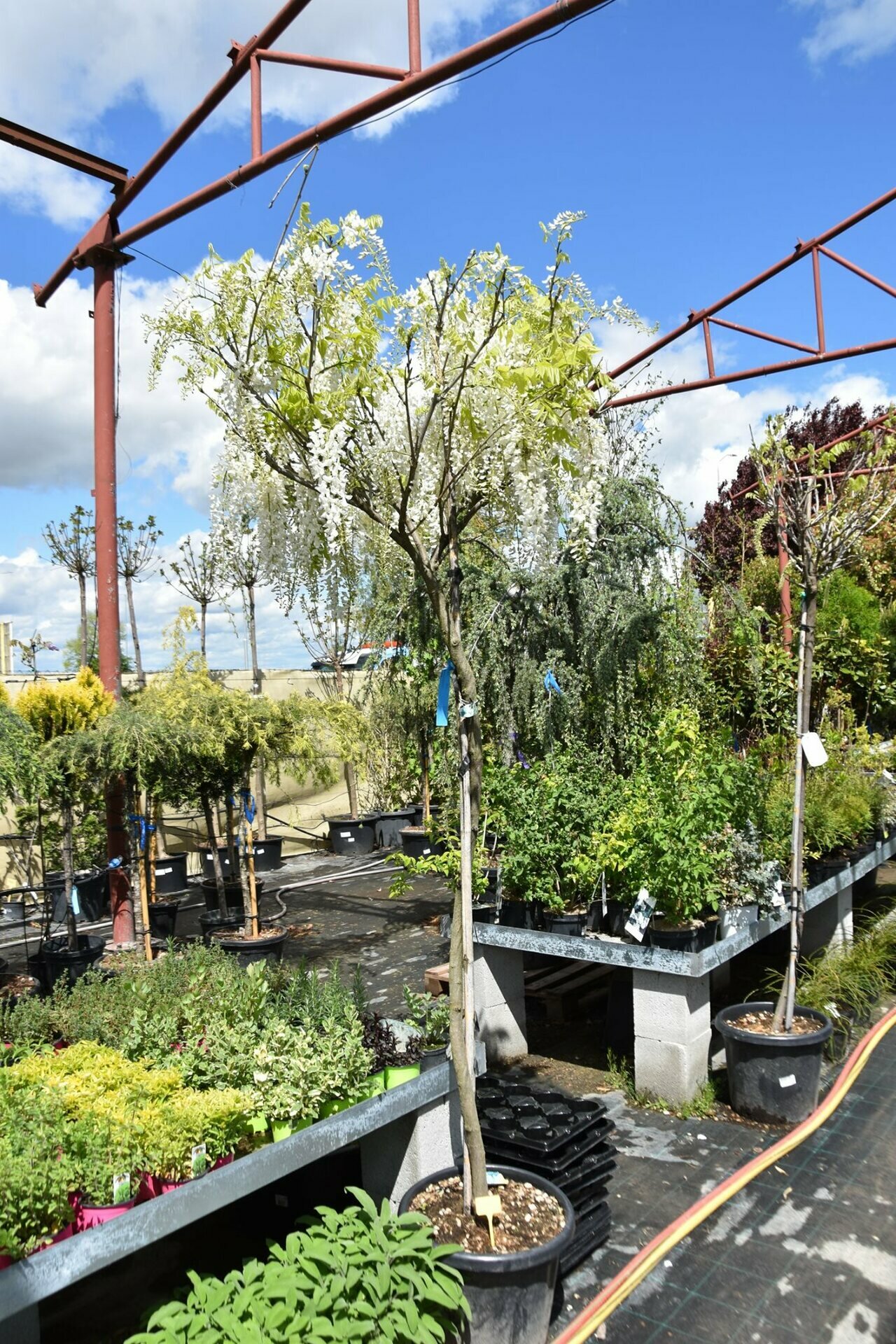 WISTERIA CHINENSIS
