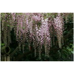 WISTERIA FLORIBUNDA ´ROSEA´