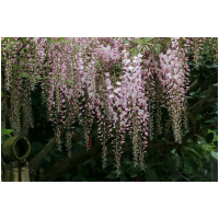 WISTERIA FLORIBUNDA ´ROSEA´