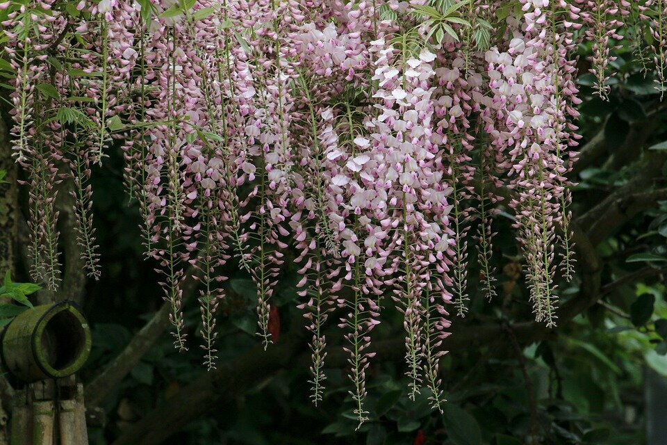 WISTERIA FLORIBUNDA ´ROSEA´