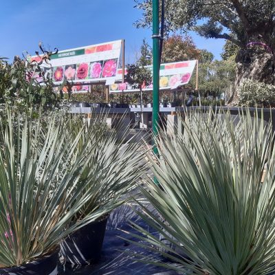 YUCCA ROSTRATA