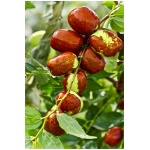 ZIZIPHUS SATIVA