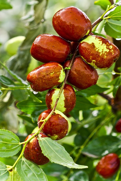 ZIZIPHUS SATIVA
