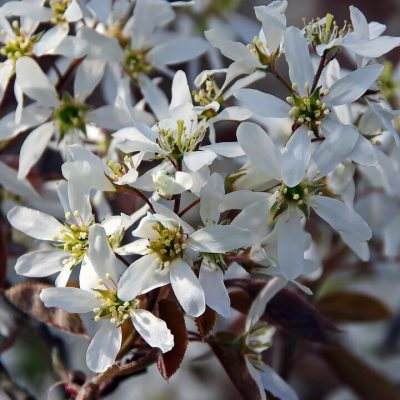 AMELANCHIER LAMARCKII