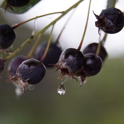 Amelanchier - NORTHLINE