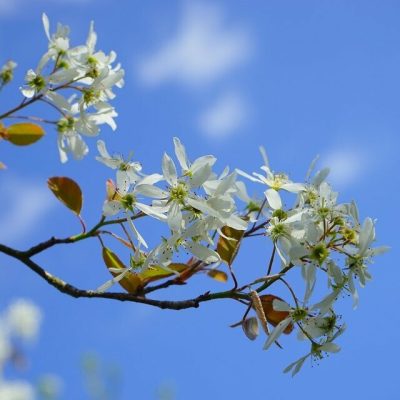 Amelanchier - SMOKEY