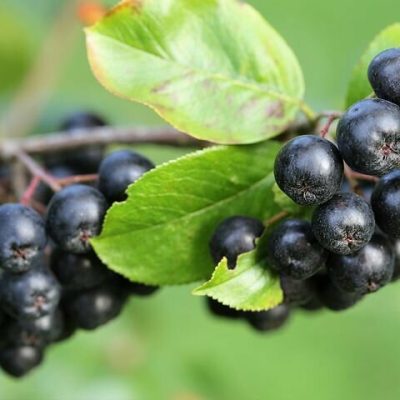 Aronia Nero