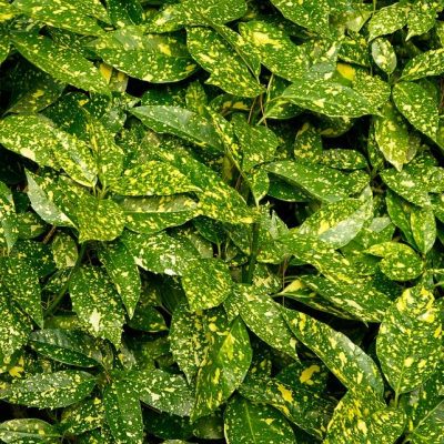 AUCUBA JAPONICA ´CROTONAEFOLIA SELECT´ Clt. 15