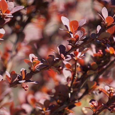 BERBERIS THUNBERGII ´ATROPURPUREA´ K3 40/60