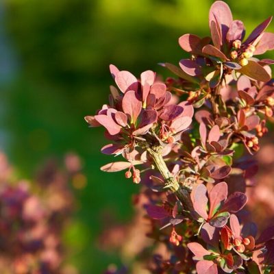 BERBERIS THUNBERGII ´ATROPURPUREA NANA´