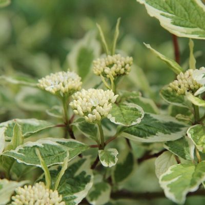 CORNUS ALBA ´SIBIRICA VARIEGATA´