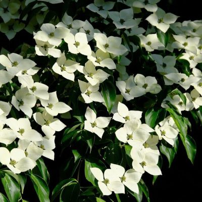 CORNUS KOUSA ´MILKY WAY´