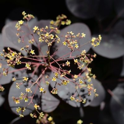 COTINUS COGGYGRIA ´LILLA´
