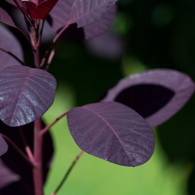 COTINUS COGGYGRIA ´ROYAL PURPLE´