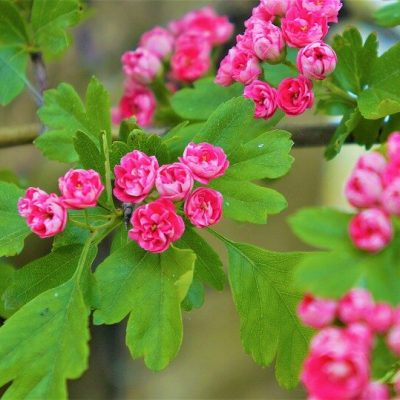 CRATAEGUS LAEVIGATA ´PAUL‘S SCARLETT´