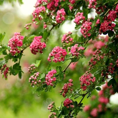 CRATAEGUS LAEVIGATA ´PAUL‘S SCARLETT´