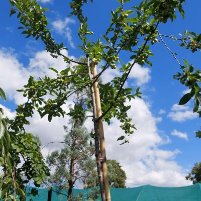 MALUS X ROBUSTA RED SENTINEL