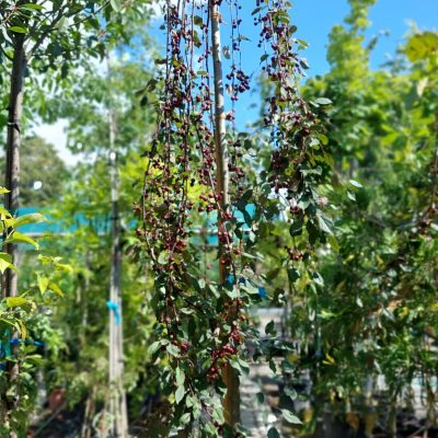 MALUS X SCHEIDECKERI RED JADE