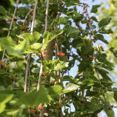 MORUS ALBA ´GIANT FRUIT´