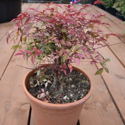 NANDINA DOMESTICA ´BLUSH PINK´
