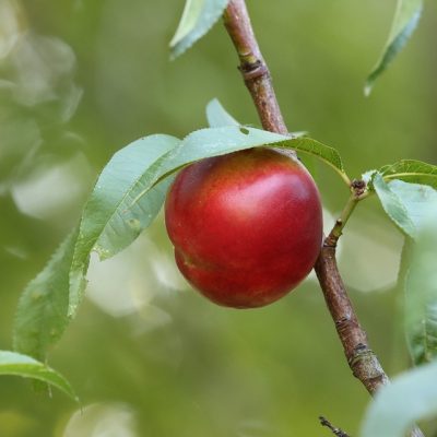 Nektarinka voľnokorenná - STARK RED GOLD