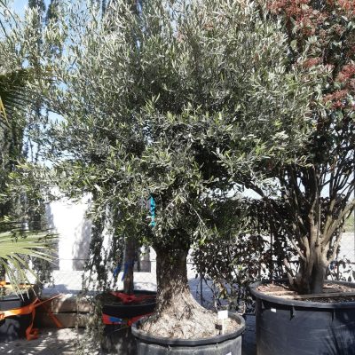 OLEA EUROPAEA - 230 l
