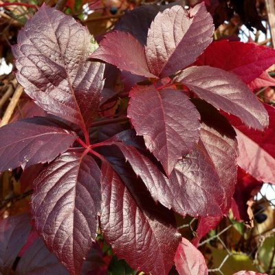 PARTHENOCISSUS TRICUSPIDATA ´VEITCHII´