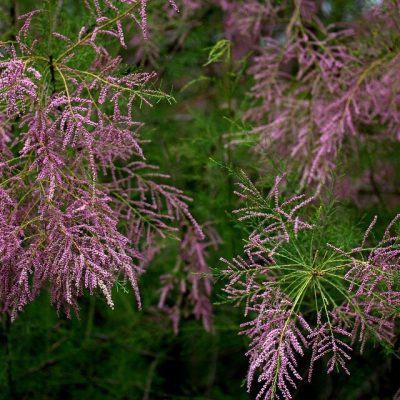 TAMARIX MIX