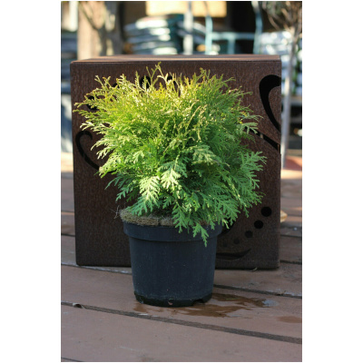 THUJA OCCIDENTALIS ´DANICA´