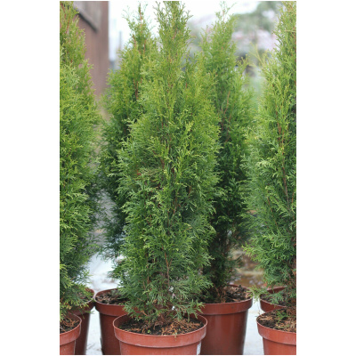 THUJA OCCIDENTALIS ´SMARAGD´