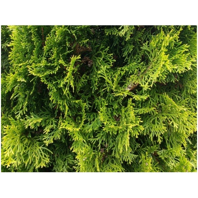 THUJA OCCIDENTALIS ´BRABANT´