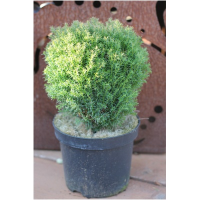THUJA OCCIDENTALIS ´TEDDY´
