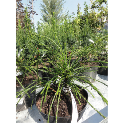 THUJA PLICATA ´WHIPCORD´