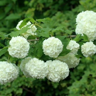 VIBURNUM OPULUS ´ROSEUM´