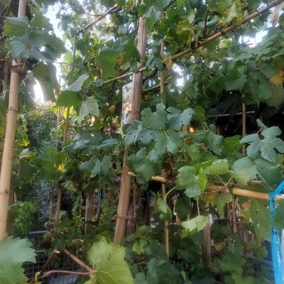 Vitis vinifera