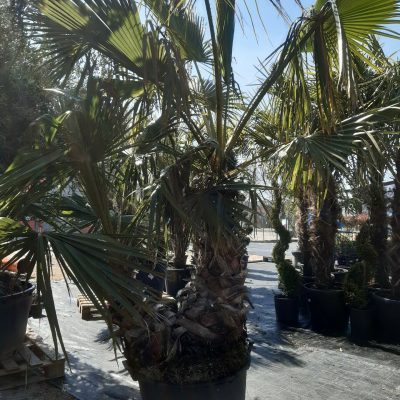 WASHINGTONIA ROBUSTA
