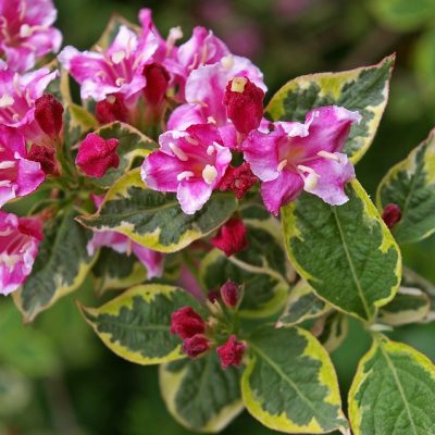 WEIGELA FLORIDA ´NANA VARIEGATA´