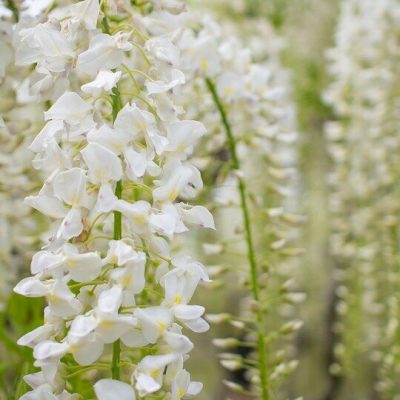 WISTERIA BRACHYBOTRYS ´SHIRO CAP FUJI´