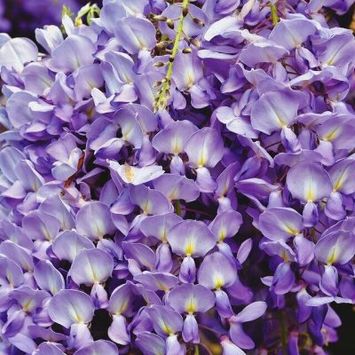 WISTERIA BRACHYBOTRYS ´YOKOHAMA FUJI´