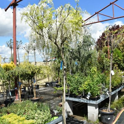 WISTERIA CHINENSIS