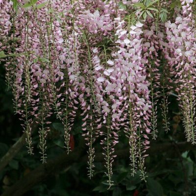 WISTERIA FLORIBUNDA ´ROSEA´