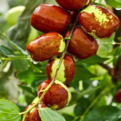ZIZIPHUS SATIVA